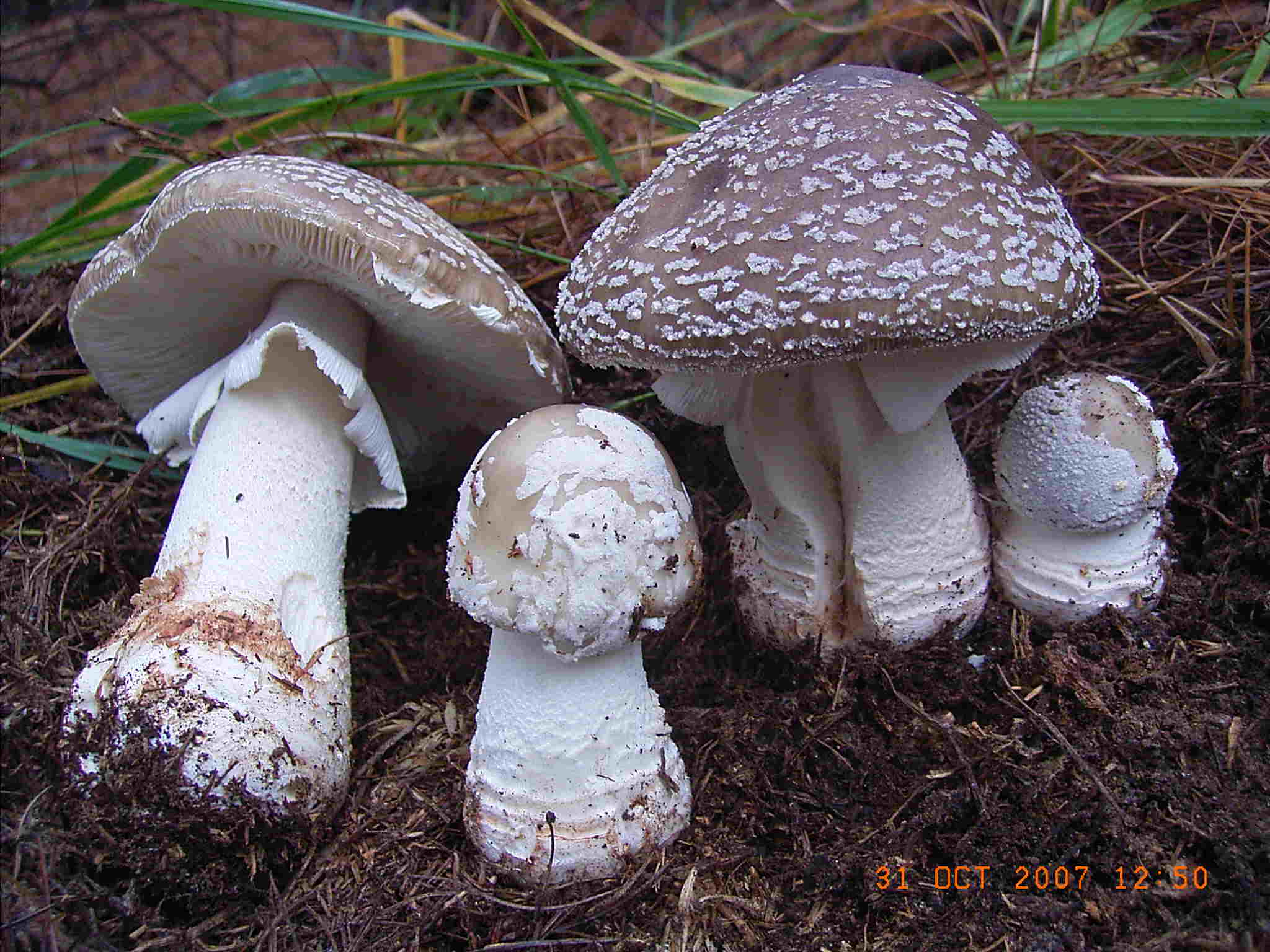 Amanita spissa